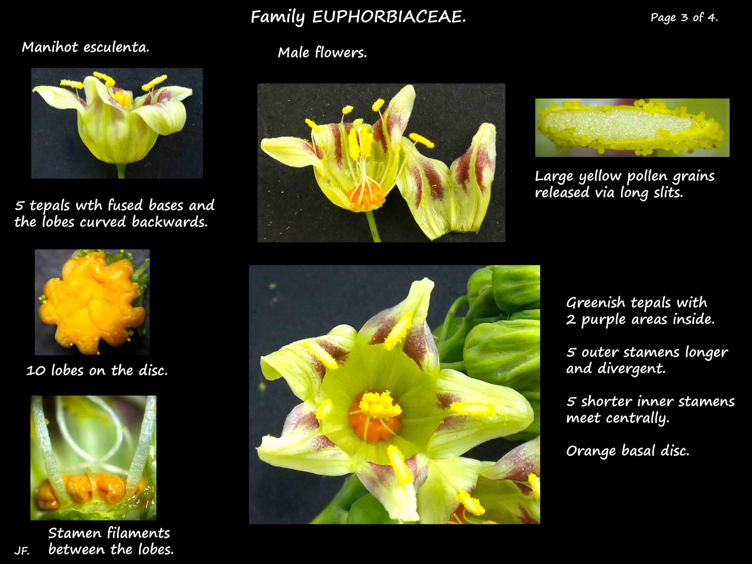 3 Male flowers of Manihot esculenta